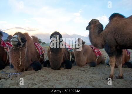 Zwei Buckelkamele, Camelus bactrianus, Nubra Valley, Leh, Ladakh, Indien Stockfoto