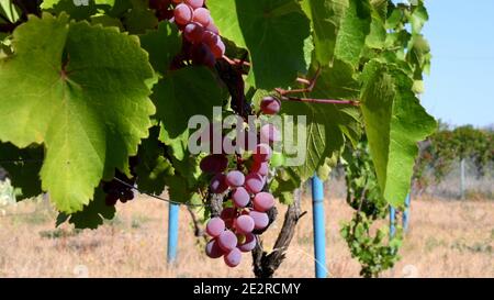 Reife Trauben von lila Trauben hängen zwischen grünen Blättern mit verschwommenem Hintergrund und Kopierraum. Weinbau Ernte im Weinberg Stockfoto