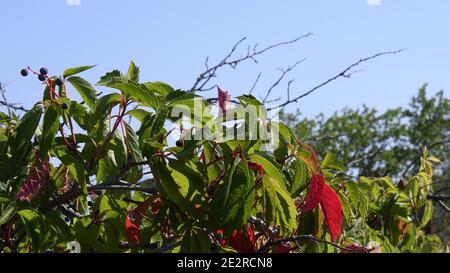 Herbstlaub von Virginia Creeper auch genannt Parthenocissus quinquefolia mit grünen und roten Blättern am blauen Himmel Hintergrund. Wilde Traubenhecke Stockfoto