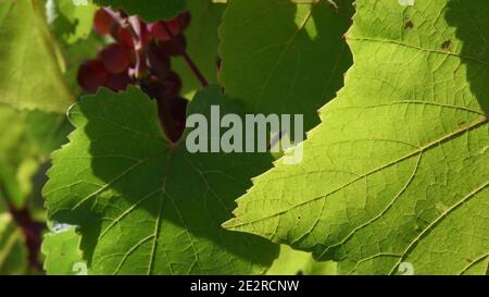 Sonnenlicht auf zerklüfteten Rändern und Blattadern vor verschwommenem Hintergrund von Traubenhaufen und grünem Laub. Sonniger Tag im Weinberg im Weinbau Erntezeit Stockfoto