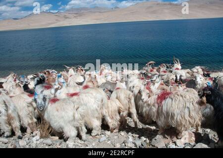 Ziegen bei Tso Moriri, Ladak, Indien Stockfoto