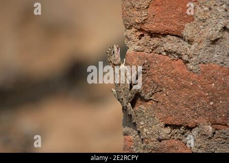 Orientalischer Garten Eidechse, Caloes versicolor, Tadoba, Maharashtra, Indien Stockfoto