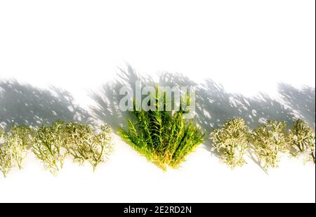 Sea Fan Korallen Meereskorallen und Algen auf weißem Hintergrund isoliert auf weißem Hintergrund. Gras, Waldmoos. Harte Schatten, sonniger Tag. Stockfoto