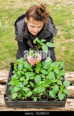 Sämlinge in einer Schachtel. Mädchen zeigt Sämlinge von Pfeffer Stockfoto