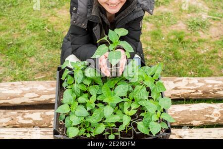 Sämlinge in einer Schachtel. Mädchen zeigt Sämlinge von Pfeffer Stockfoto