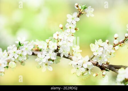 Weiße blühende Kirsche. Rosa verwischter Bokeh Hintergrund. Schöne Natur, Blumen Makro Stockfoto