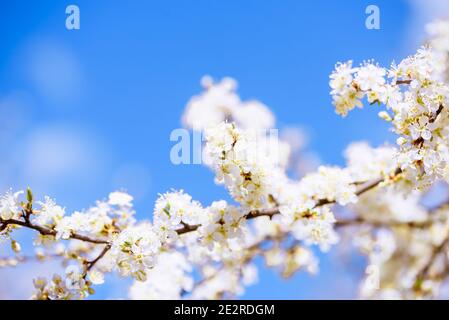 Schwebende und fliegende Blütenblätter blühender Kirschen. Blätter fallen von einem Baum gegen einen blauen Himmel. Weiße Blumen. Schöne Frühlingskarte Stockfoto