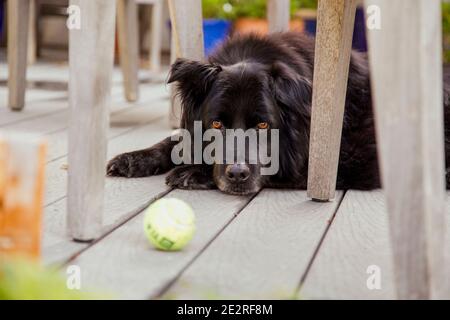 Flauschiger schwarzer Hund, der auf der Terrasse unter den Stühlen liegt und den Ball anschaut Stockfoto