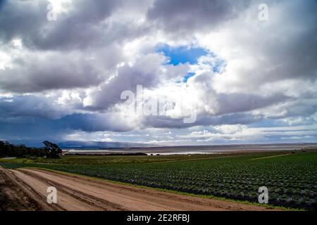 Ländliche Schotterstraße und Erdbeerfelder in der Landwirtschaft unter Sammeln Sturm in Central Coastal California Stockfoto