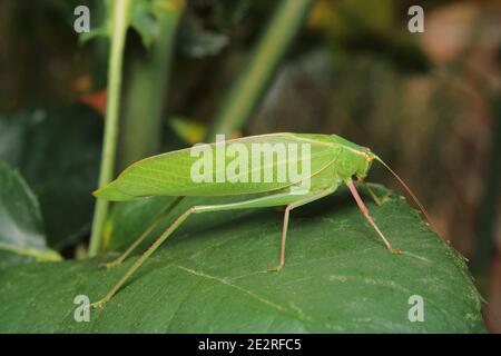 Gum Leaf Katydid, (Torbia viridissima), ruht auf einem Rosenbuschblatt. Stockfoto