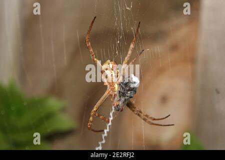 St Andrew's Cross Spider, (sp. Argiopinae), mit Fliege Beute in Seidengewebe gewickelt Stockfoto