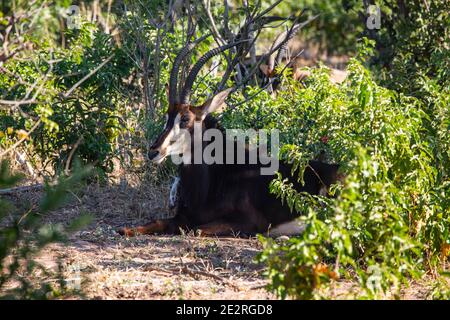 Sable Antilope im Chobe National Park von Botswana Stockfoto