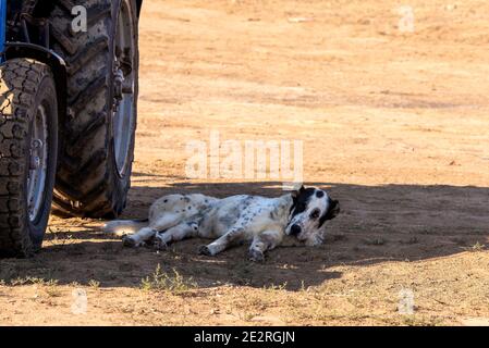 Zentralasiatischer Schäferhund liegt in den Schatten im Lebensraum. Stockfoto