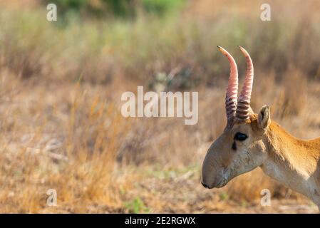 Wild male Saiga antelope or Saiga tatarica in steppe. Federal nature reserve Mekletinskii, Kalmykia, Russia. Stock Photo