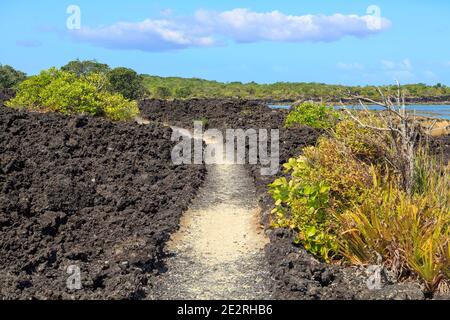 Ein Pfad durch schwarzes Lavagestein und spärliche Vegetation auf Rangitoto Island, einem schlafenden Vulkan im Hauraki Golf, Neuseeland Stockfoto