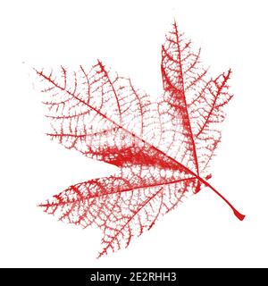 Green Platanus Blatt Isoliert 7 Stock Vektor