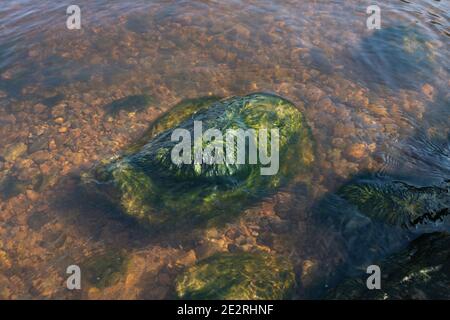 Stein mit Algen bedeckt lag in einem flachen Wasser auf Die Küste des Finnischen Meerbusens Stockfoto