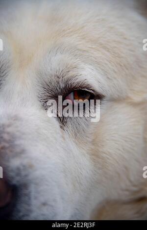 Nahaufnahme des Auges eines großen weißen Hundes, eines zentralasiatischen Schäferhundes. Stockfoto