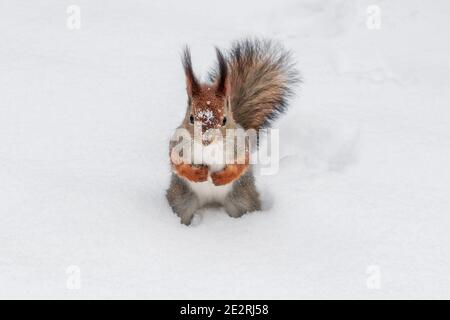 Cute Red Eichhörnchen sorgfältig sitzen in den weißen Schnee in Winter Stockfoto