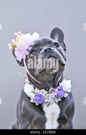 Blau beschichteter französischer Bulldog Hund trägt einen goldenen und rosa Krone und Blumenkragen beim Blick nach oben vor Grauer Hintergrund Stockfoto