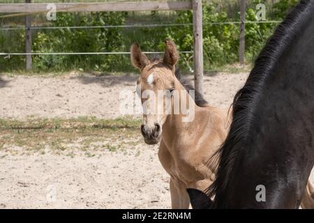 Das junge, neu geborene gelbe Fohlen steht mit seiner braunen Mutter zusammen. Schaut über die Mähne der Stute Stockfoto