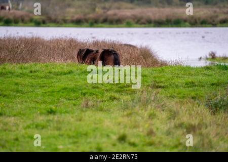 Drei Stare auf dem Rücken eines braunen Wildpferdes. Von hinten gesehen. Teil des Pferdes, See im Hintergrund. Selektiver Fokus Stockfoto