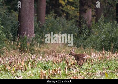 Ein laufender Hirsch in einem frisch gemähten Maisfeld mit Wald im Hintergrund Stockfoto