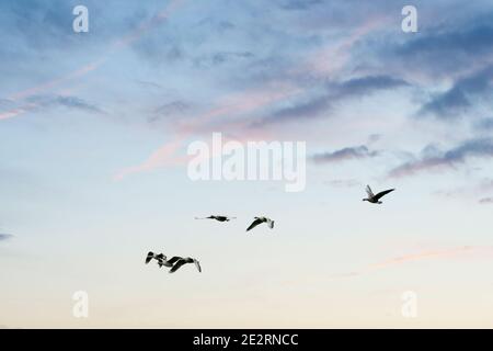 Eine große Schar Gänse silhouetted gegen einen blauen und weißen Himmel. Bewegung, selektiver Fokus Stockfoto