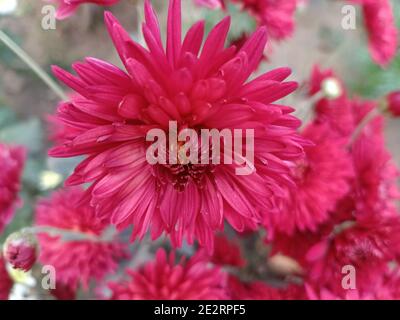 Eleganz Zinnia Blumen. Hintergrund Für Naturfarben Stockfoto