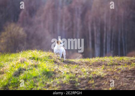 Hund Jack Russell Terrier steht auf einem Hügel vor dem Hintergrund des Waldes. Stockfoto