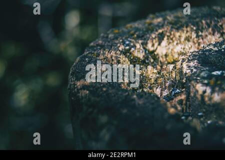 Dunkles Detail eines faulen Stumpfes in einem Wald in Katalonien, Spanien. Das Foto hat Platz für Text auf der linken Seite. Stockfoto