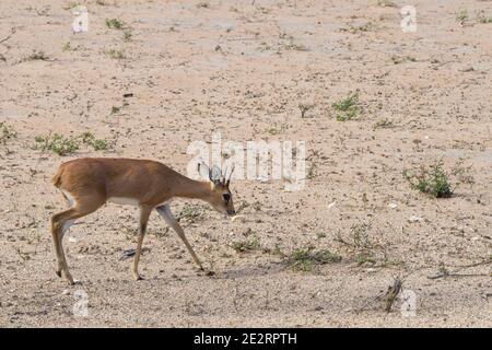 Männlicher Steenbok (Raphicerus campestris) Widderantilope, der durch das trockene Buschveld im Krüger National Park, Südafrika mit Kopierraum geht Stockfoto