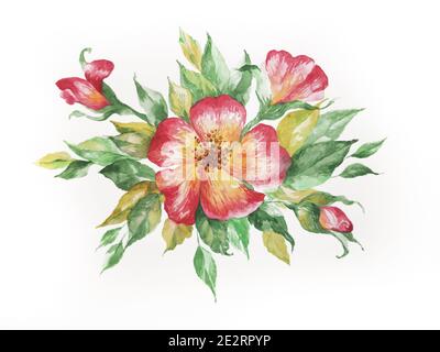 Aquarell florale Komposition. Frühling blühende Blumen Blumenstrauß Natur Garten. Vintage handgezeichnete Pinsel Pflanzen isoliert auf weißer Illustration Stockfoto