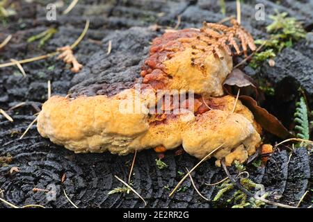Gloeophyllum odoratum, wie die Anis Mazegill und Schleimkrankheit Pilz, ein POLYPORE aus Finnland bekannt Stockfoto