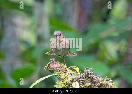 Der braune Vogel (Myiomela leucura) i steht auf dem geschnittenen Stamm. Der Drehort war der Xitou Nationalpark, Bezirk Nantou, Taiwan. Stockfoto