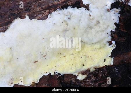 Antrodiella citrinella, auch Flaviporus citrinellus genannt, ein Polypore aus Finnland, der keinen gemeinsamen englischen Namen hat Stockfoto
