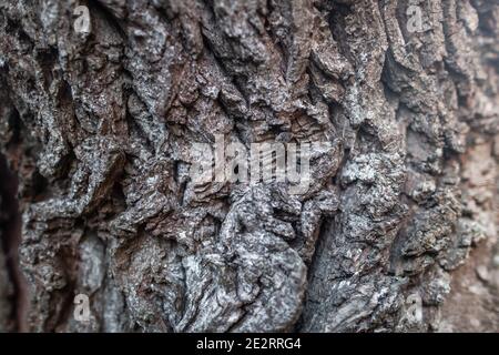 Geprägte Rinde Textur von alten Baum Holz Muster Detail, Makrofotografie. Natur Panoramic Foto des Baumes Textur Oberfläche abstrakten Hintergrund Stockfoto