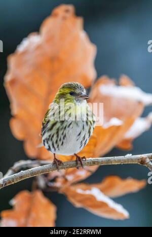 Eurasische Siskin - Carduelis spinus, schöner Sitzvogel aus europäischen Wäldern und Gärten, Zlin, Tschechische Republik. Stockfoto