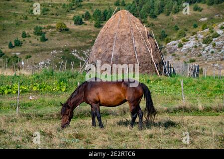 Wunderschönes braunes Pferd, das ruhig auf einer Wiese grast, mit Heuhaufen im Hintergrund. Tara-Berg. Stockfoto