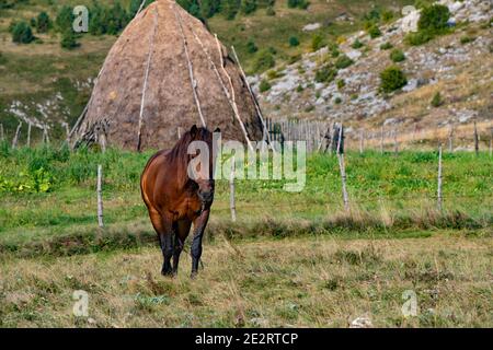 Wunderschönes braunes Pferd, das ruhig auf einer Wiese grast, mit Heuhaufen im Hintergrund. Tara-Berg. Stockfoto