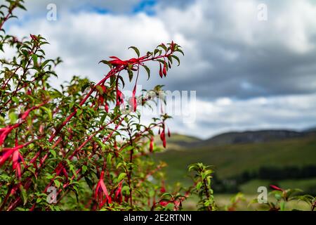 Wildblume Fuchsia wächst in der Grafschaft Donegal - Irland. Stockfoto