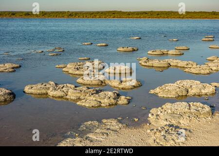 Lake Thetis Thrombolites, lebende Fossilien über 3000 Jahre alte Strukturen von Mikroorganismen gebaut, in Nambung National Park, Western Australia Stockfoto