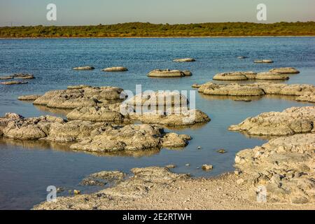 Lake Thetis Thrombolites, lebende Fossilien über 3000 Jahre alte Strukturen von Mikroorganismen gebaut, in Nambung National Park, Western Australia Stockfoto