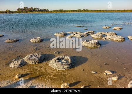 Lake Thetis Thrombolites, lebende Fossilien über 3000 Jahre alte Strukturen von Mikroorganismen gebaut, in Nambung National Park, Western Australia Stockfoto