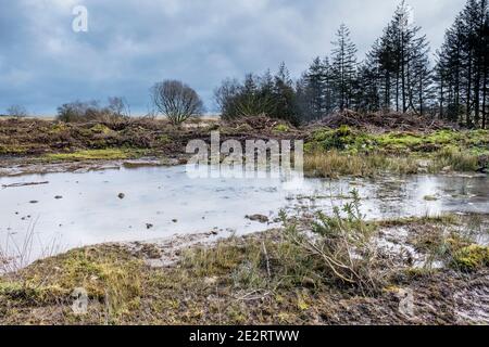 Bäume gefällt und Boden gegraben, um einen Mire Lebensraum in Davidstow Woods auf dem stillgelegt WW2 RAF Davidstow Airfield auf Bodmin Moor in Cornwall zu schaffen. Stockfoto