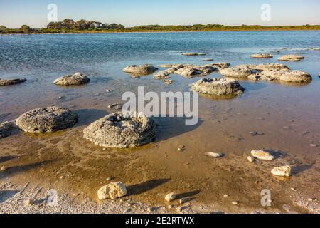 Lake Thetis Thrombolites, lebende Fossilien über 3000 Jahre alte Strukturen von Mikroorganismen gebaut, in Nambung National Park, Western Australia Stockfoto