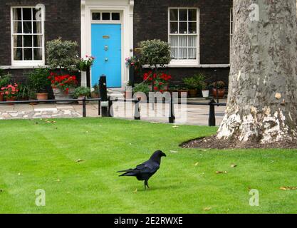 Raven Corvus Corax auf einem Rasen auf dem Gelände des Tower of London England UK Stockfoto