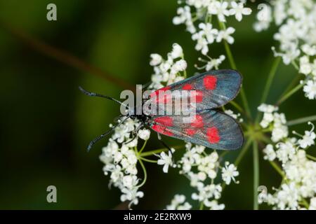 Kleines Fünffleck-Widderchen, Fünfleckwidderchen, Zygaena viciae, Zygaena meliloti, Thermophila meliloti, Anthropcera meliloti, Sphinx meliloti, New F Stockfoto