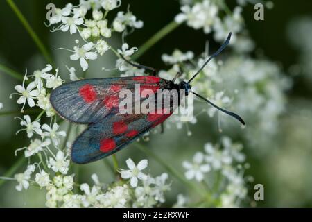 Kleines Fünffleck-Widderchen, Fünfleckwidderchen, Zygaena viciae, Zygaena meliloti, Thermophila meliloti, Anthropcera meliloti, Sphinx meliloti, New F Stockfoto