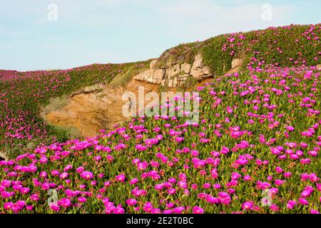 Leuchtend rosa Blüten Sally-my-handsome Pflanze (Carpobrotus acinaciformis) auch bekannt als Hottentot-Feige-Ringelblume, Riesenschwein, MeeresfIG oder Sour Feige Stockfoto